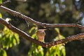 kingfisher LBG